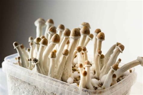 Step-by-Step Process: How to Buy Magic Mushrooms Online